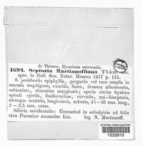 Septoria martianoffiana image